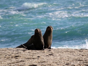 fur seals