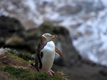 yellow-eyed penguin